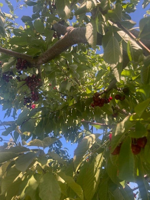 Flathead Lake Bing Cherries