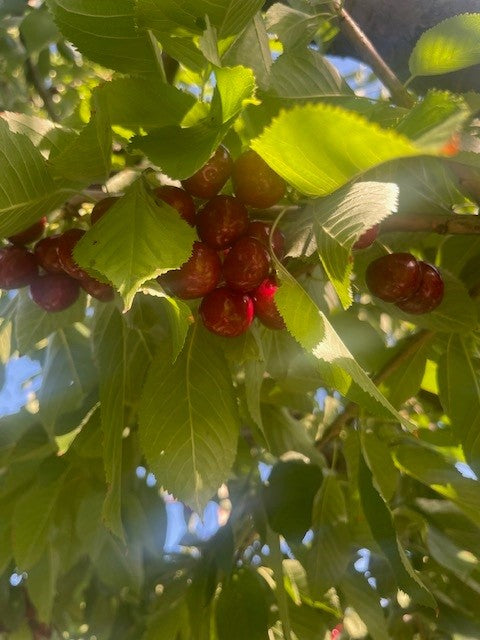 Flathead Lake Bing Cherries