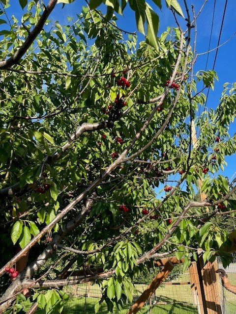 Flathead Lake Bing Cherries