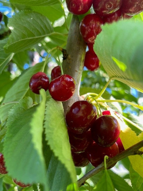 Flathead Lake Bing Cherries