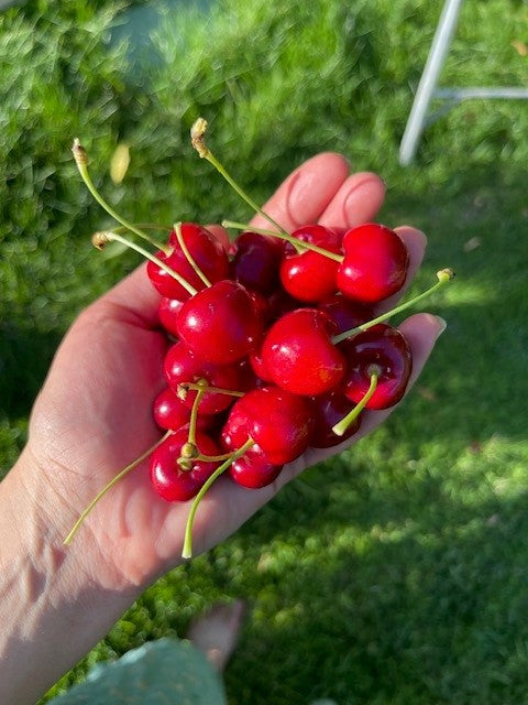 Flathead Lake Bing Cherries