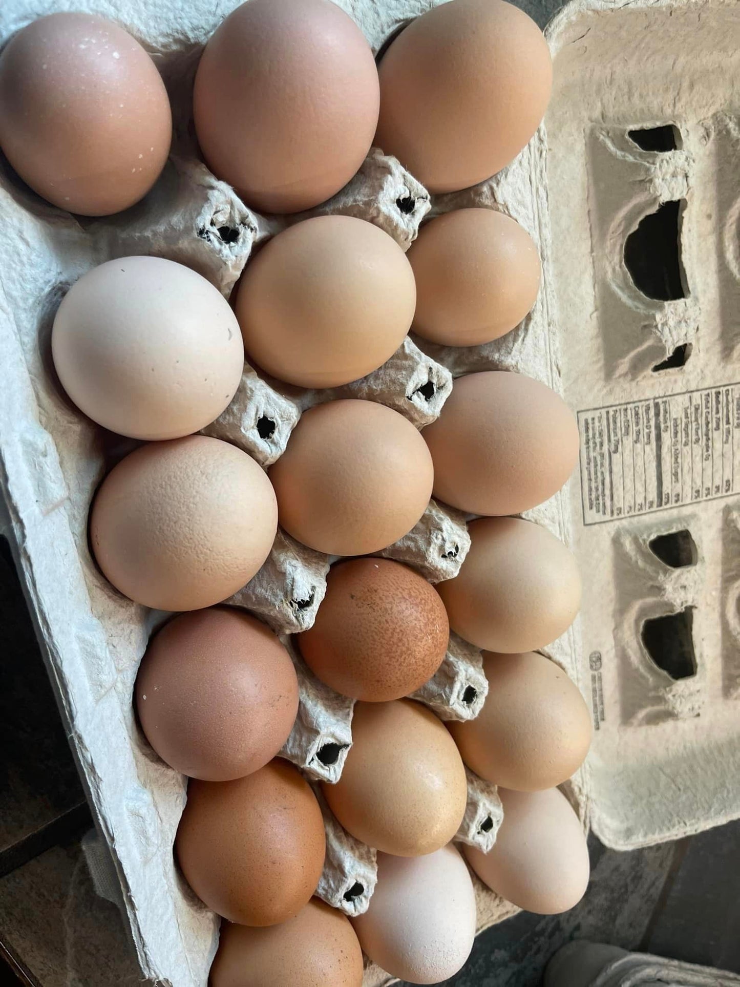 Farm Fresh Egg, Dozen Pack