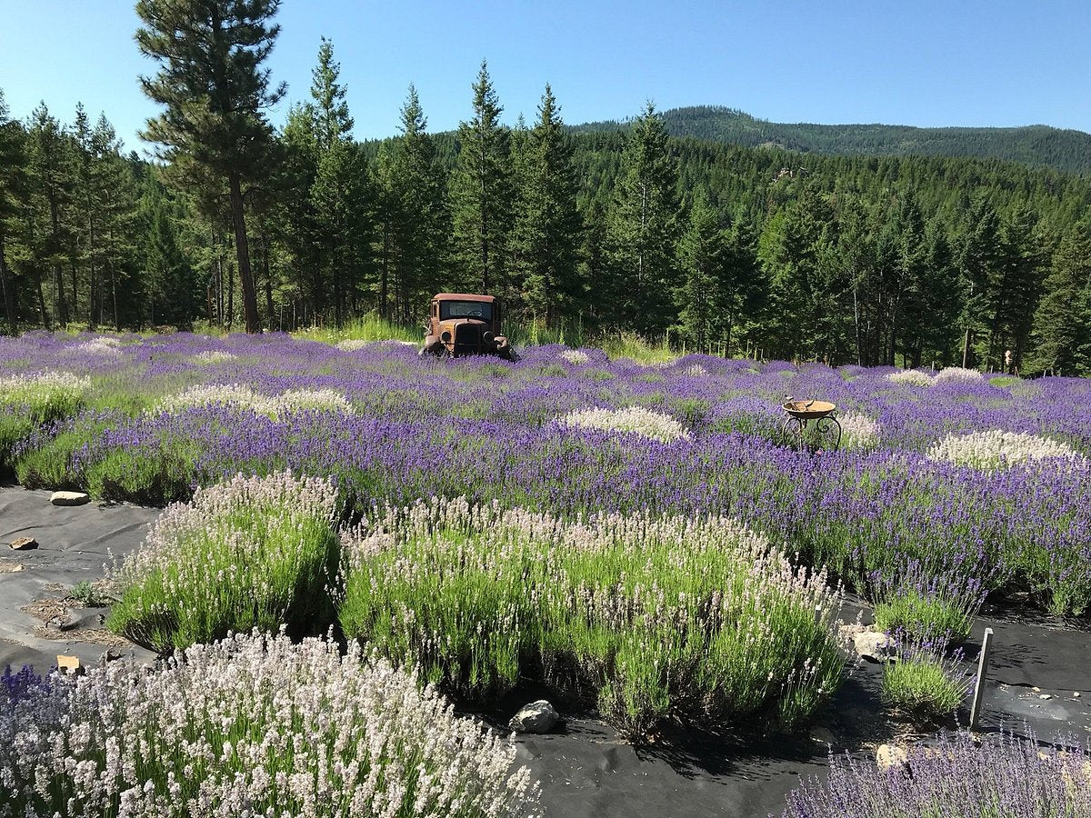 Dried Lavender Bundle: Grown in Montana