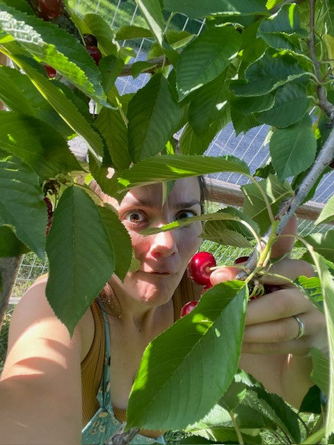 Flathead Lake Bing Cherries