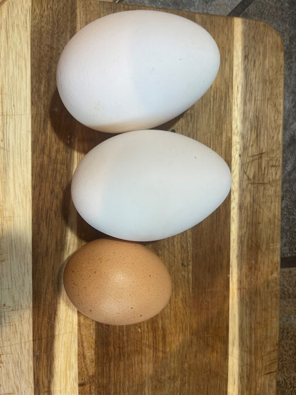 Farm Fresh GOOSE Eggs (QTY 2)