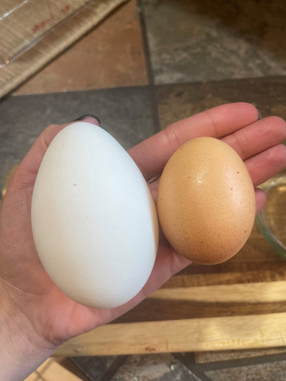 Farm Fresh GOOSE Eggs (QTY 2)