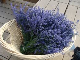 Dried Lavender Bundle: Grown in Montana