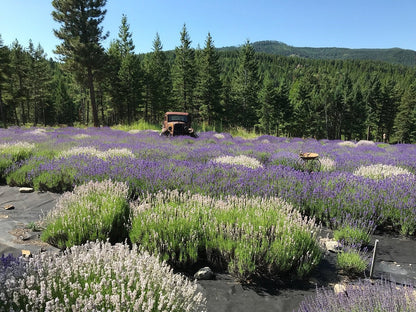 Dried Lavender Bundle: Grown in Montana